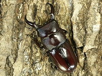 世界のクワガタ、コガネ、カブト専門AtoZ