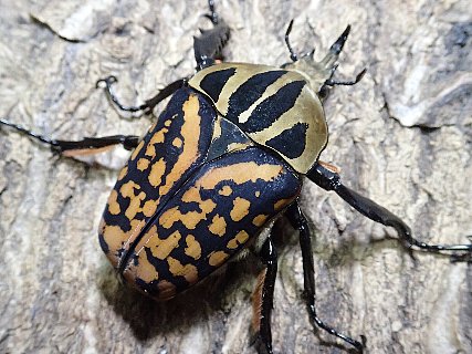 大型カナブンの世界オーベルチュールオオツノカナブン