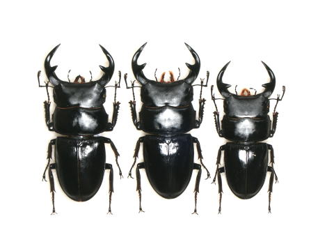 グランディスオオクワガタ標本 - 虫類用品