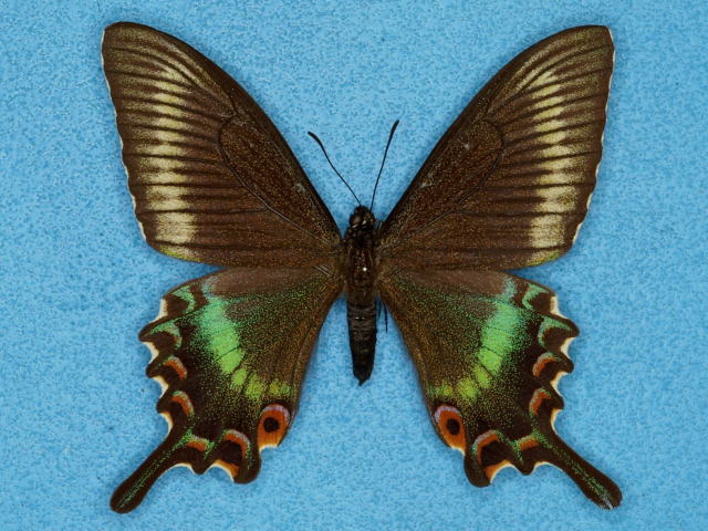 日本産蝶類標本図鑑 ミヤマカラスアゲハ