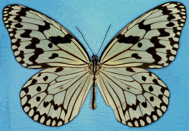日本産蝶類標本図鑑 オオゴマダラ