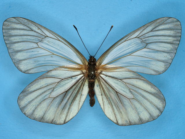 日本産蝶類標本図鑑 ミヤマシロチョウ