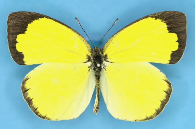 蝶々色々 標本 ナルキ♂️(亜種)含むこちらはオビドスの方です