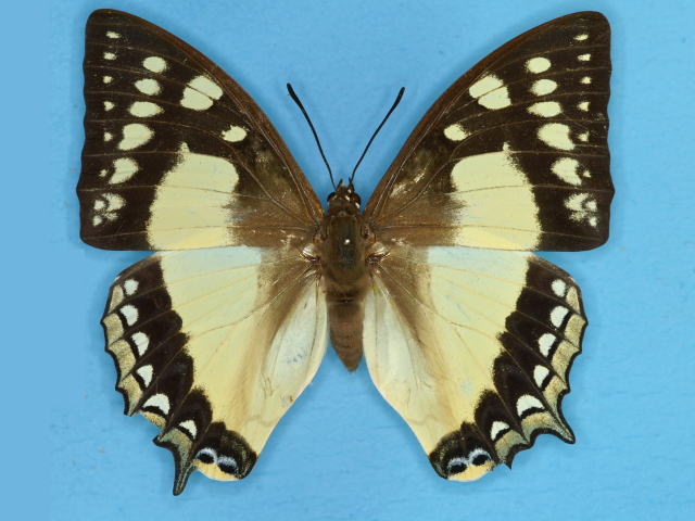 □外国産蝶標本 クギヌキフタオチョウ A-♀ ジャワ島 産 野外採集品 